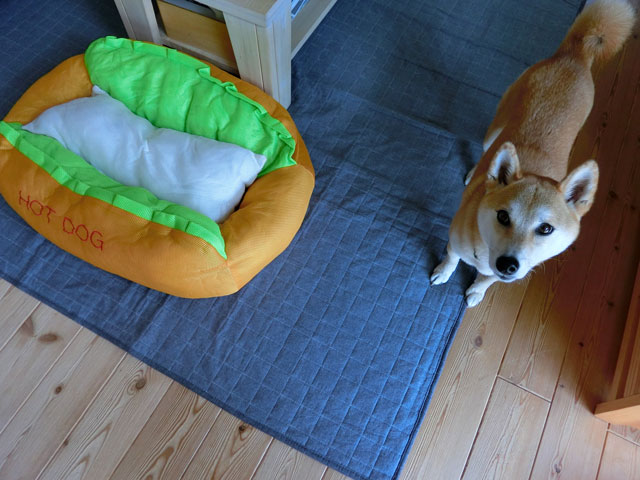 ホットドッグベッドと柴犬