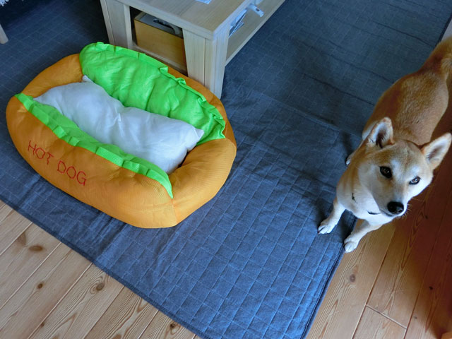 ホットドッグベッドと柴犬