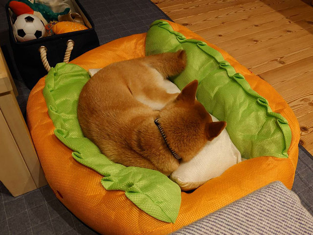 ホットドッグベッドで寝る柴犬