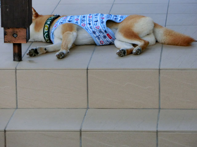 昼寝する柴犬