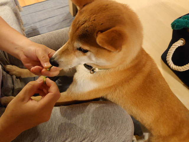 きゅうりを食べる柴犬