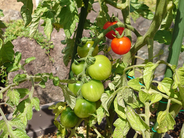 庭のプチトマト