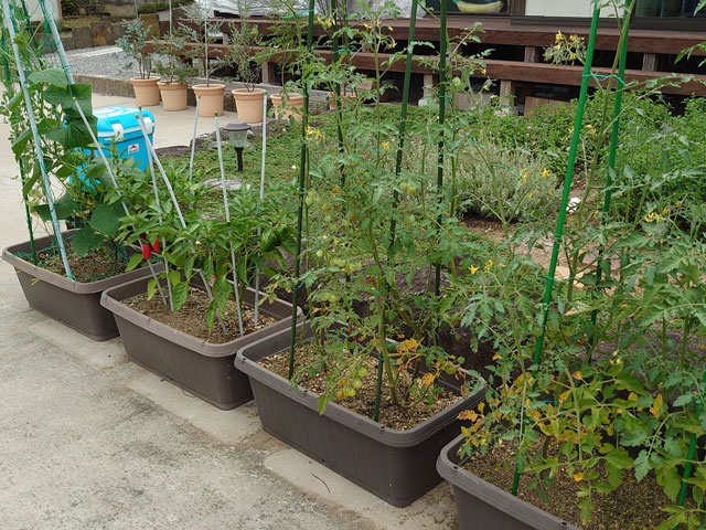 庭の野菜