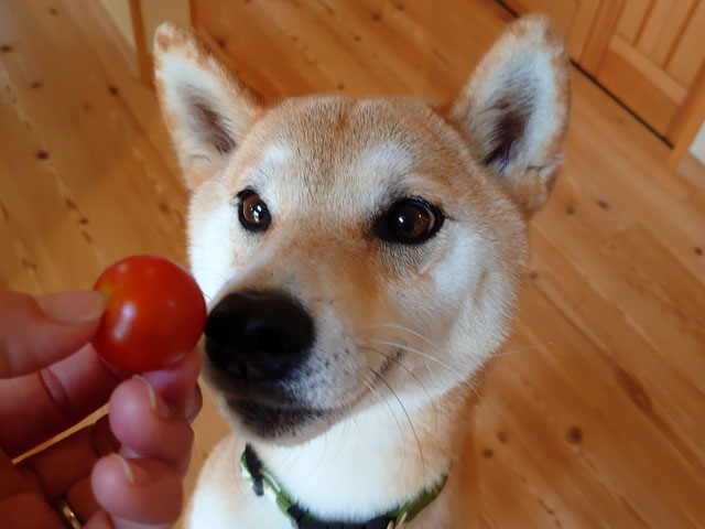 プチトマトと柴犬