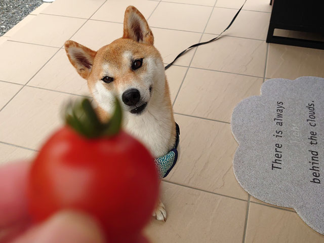 プチトマトと柴犬