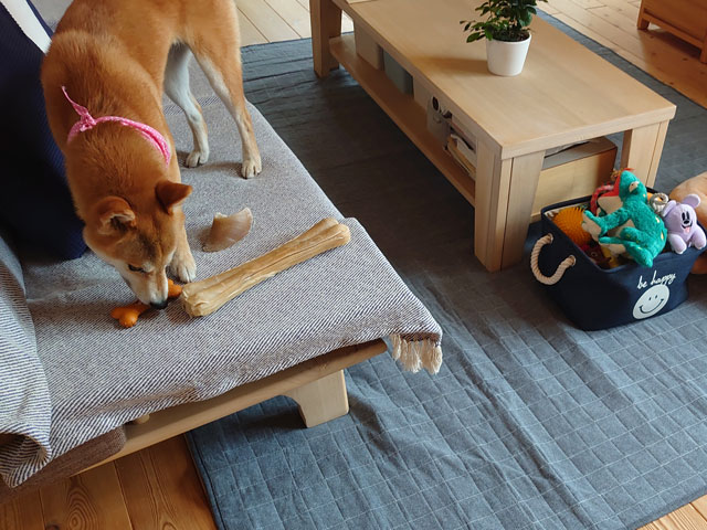 知育玩具と柴犬
