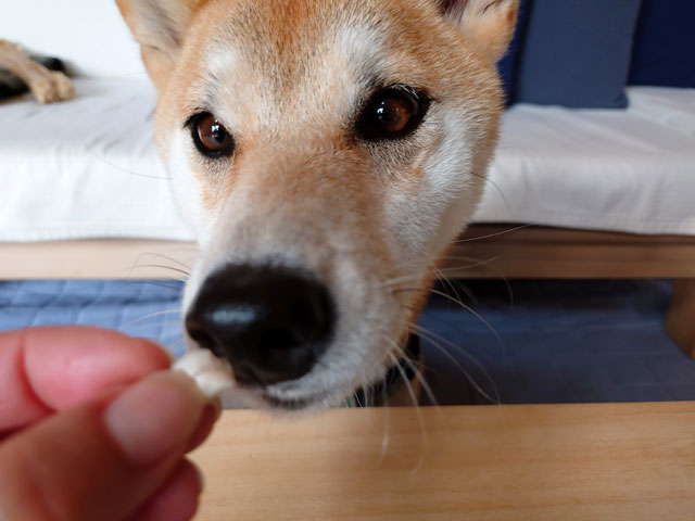 おおまさりを食べる柴犬