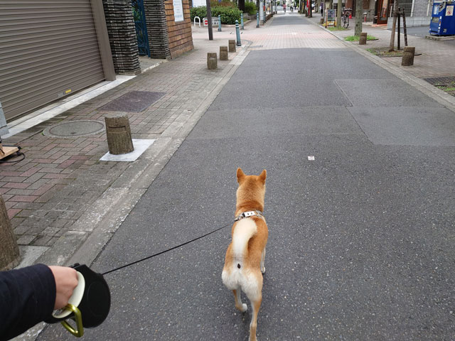 都内を散歩する柴犬