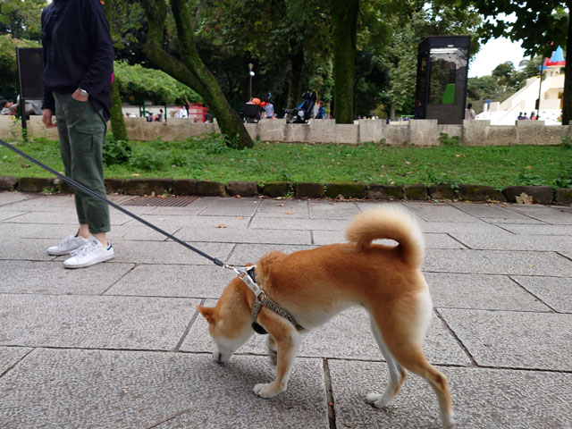 飛鳥山公園を歩く柴犬