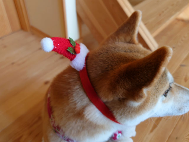 クリスマスの帽子をかぶった柴犬