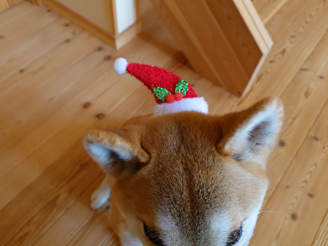 クリスマスの帽子をかぶった柴犬