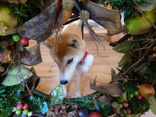 クリスマスのディスプレイと柴犬