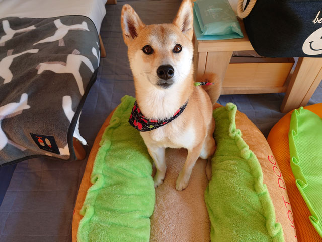 ホットドッグ型のベッドに乗る柴犬