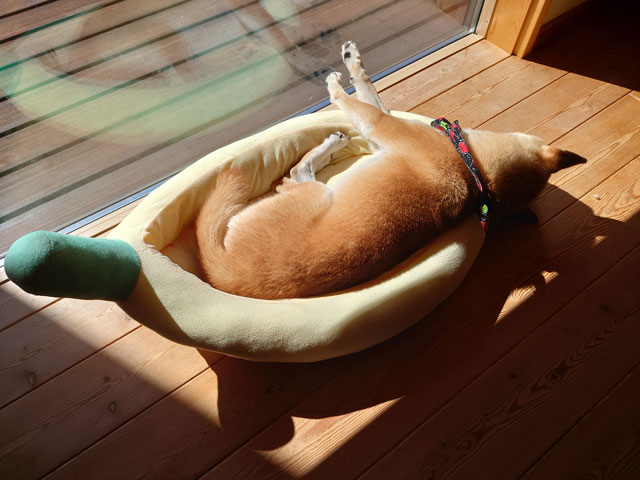 昼寝する柴犬