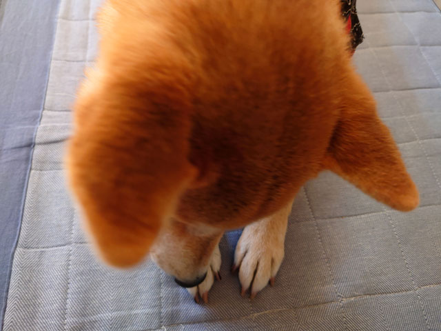 柿を食べる柴犬