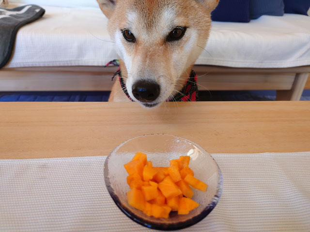 柿を食べる柴犬
