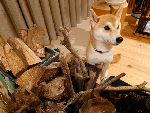 薪と柴犬
