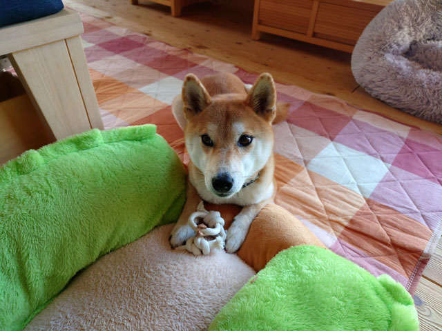 木のおもちゃと柴犬