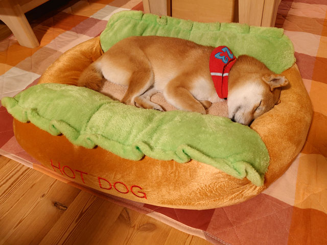 ベッドで寝る柴犬