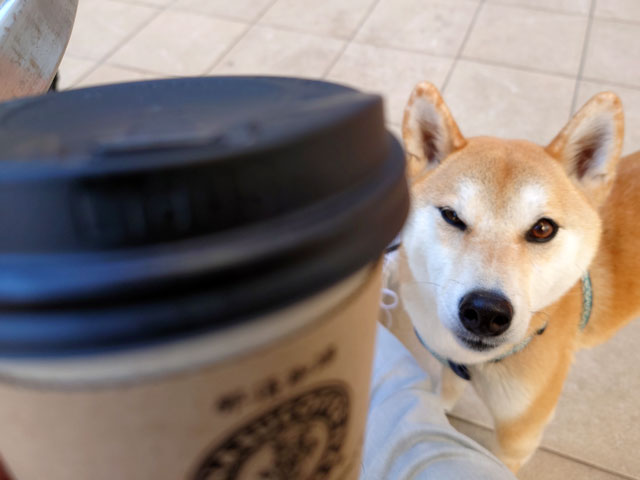 コーヒーと柴犬