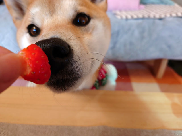 いちごを食べる柴犬