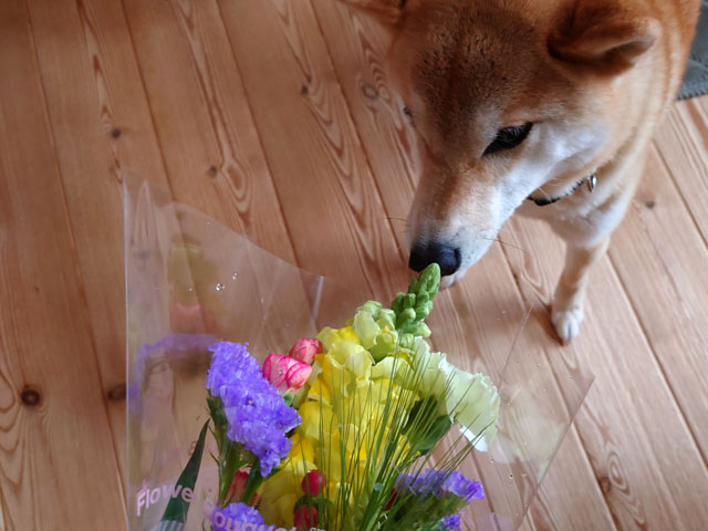花と柴犬