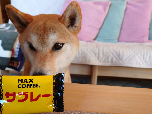MAX COFFEEお菓子と柴犬